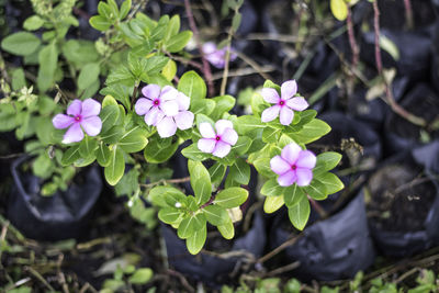 High angle view of various flowers blooming outdoors