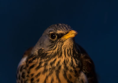 Close-up of fieldfare at night in winter