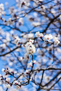 Low angle view of apple blossoms in spring