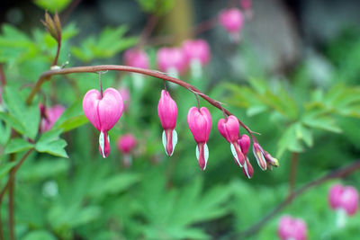 Close-up of pink flowers blooming outdoors