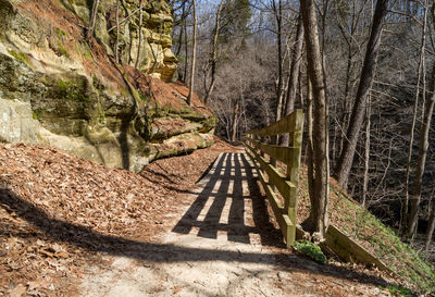 View of trees in forest