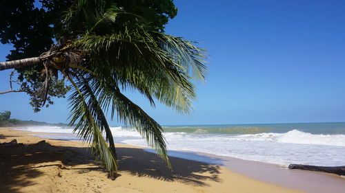 Palm tree on beach against clear sky