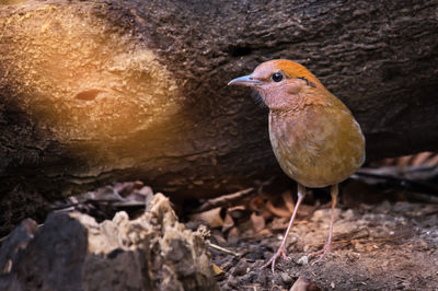 Close-up of bird perching on ground