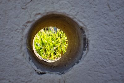 High angle view of plants in hole