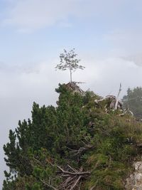 Low angle view of trees against sky