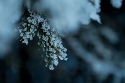 Close-up of frozen tree against sky