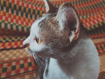 Close-up of cat looking away