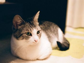 Close-up of a cat looking away