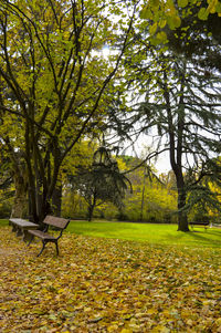 Trees in park