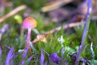 Close-up of mushroom growing on field