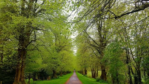 Road amidst trees in forest