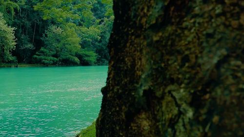 Close-up of tree by water