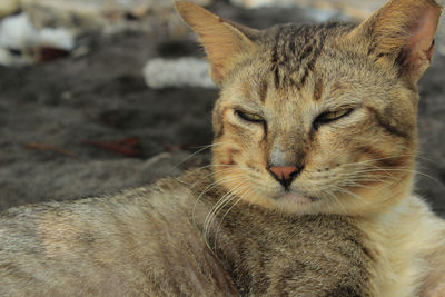 Close-up portrait of a cat