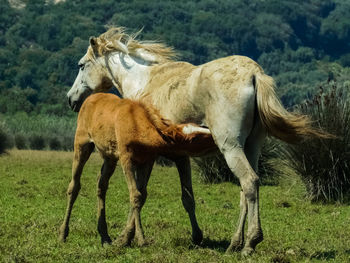 Horse standing on field