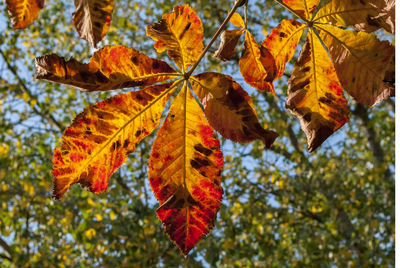 Low angle view of maple leaves on tree