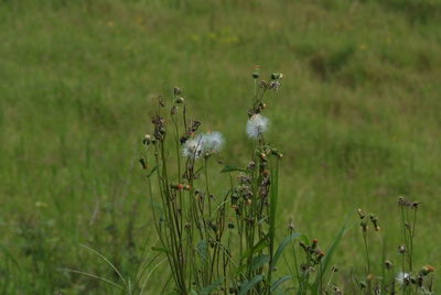 Close-up of flowers growing in field
