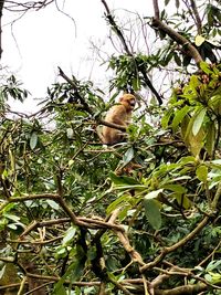 Low angle view of monkey sitting on tree against sky