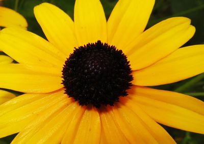 Macro shot of yellow flower