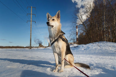 Dog standing on snow field against sky