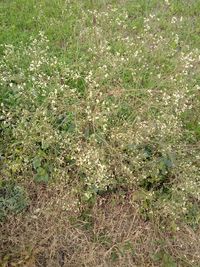 High angle view of flowering plants on land