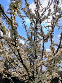 Low angle view of cherry blossom tree