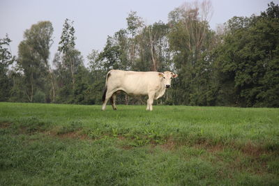 Horse standing in a field