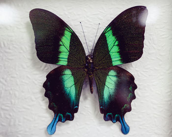 High angle view of butterfly on leaf