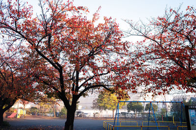 Trees in park against sky