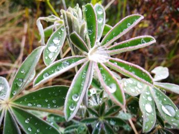 Close-up of wet flower blooming outdoors