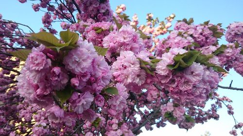 Low angle view of pink flowers blooming on tree