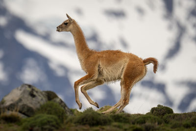 Close-up of deer on rock