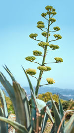 Low angle view of plant against clear sky