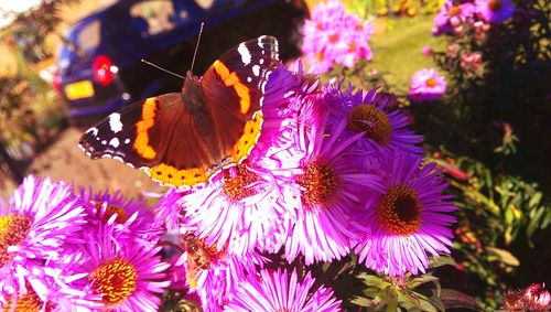 Close-up of pink flowers