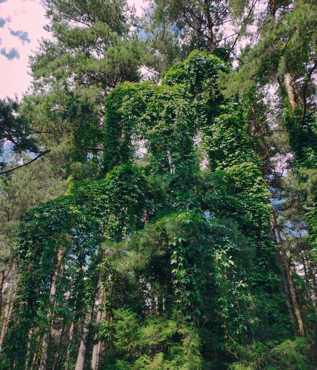 LOW ANGLE VIEW OF TALL TREES IN FOREST