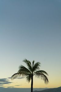 Low angle view of palm tree against clear sky