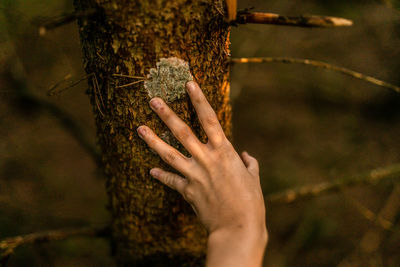 Close-up of hand touching tree trunk