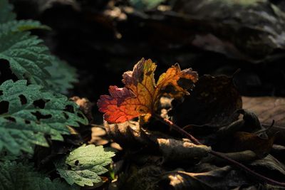 Close-up of dry maple leaves on land