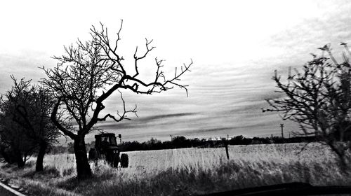 Bare trees on field