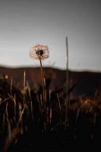 Close-up of wilted dandelion on field against sky