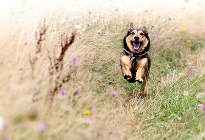 Agile dog running on field