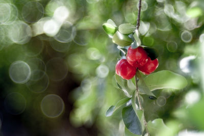 Close-up of red berries on plant