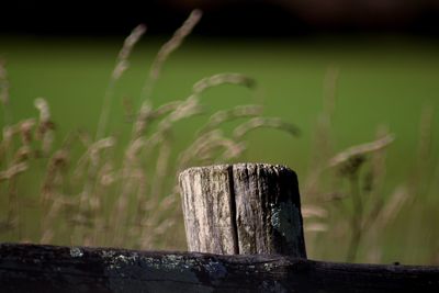 Close-up of wooden post on field