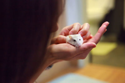 Close-up of woman holding white mouse at home