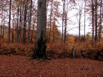 Trees in forest during autumn