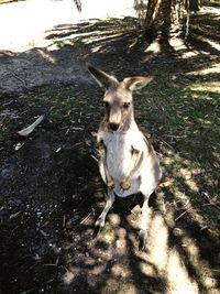 Portrait of deer