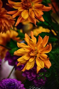 Close-up of yellow flowering plant