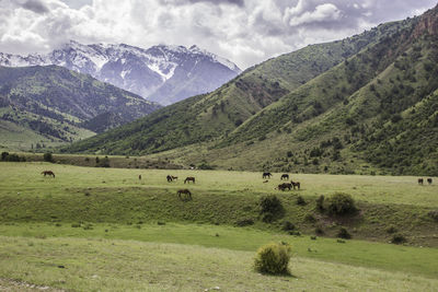 environment