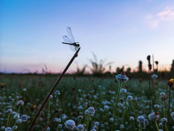 Close-up of flowering plants and dragonfly on field against sunset sky