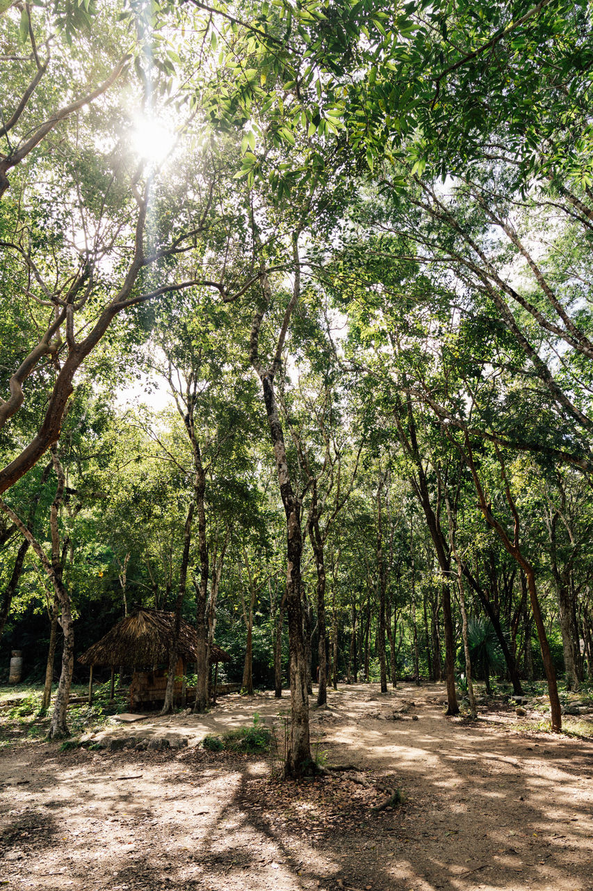 tree, plant, sunlight, nature, growth, beauty in nature, land, tranquility, woodland, leaf, forest, day, no people, green, environment, outdoors, scenics - nature, shadow, tranquil scene, natural environment, flower, landscape, non-urban scene, park, garden, grove, sky, sunbeam, sunny, footpath