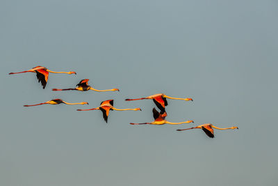 Birds flying against clear sky